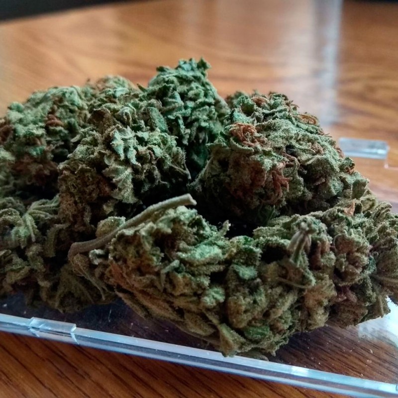 Auto Royal Gorilla feminised GanjaLiveSeeds