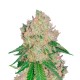Auto Royal Gorilla feminised GanjaLiveSeeds