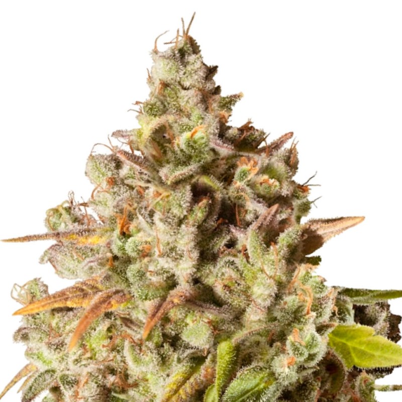 Auto Royal Gorilla feminised GanjaLiveSeeds