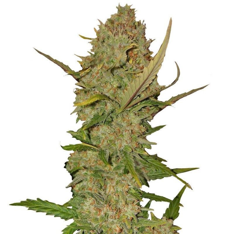 Auto Pineapple Chunk feminised Ganja Seeds - 477 насінин