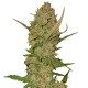 Auto Pineapple Chunk feminised Ganja Seeds - 477 насінин