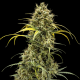 Auto Pineapple Chunk feminised Ganja Seeds - 477 насінин