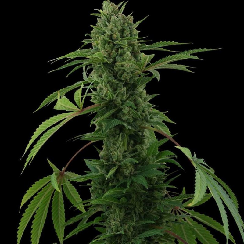 Auto Pineapple Chunk feminised Ganja Seeds - 477 насінин