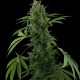 Auto Pineapple Chunk feminised Ganja Seeds - 477 насінин