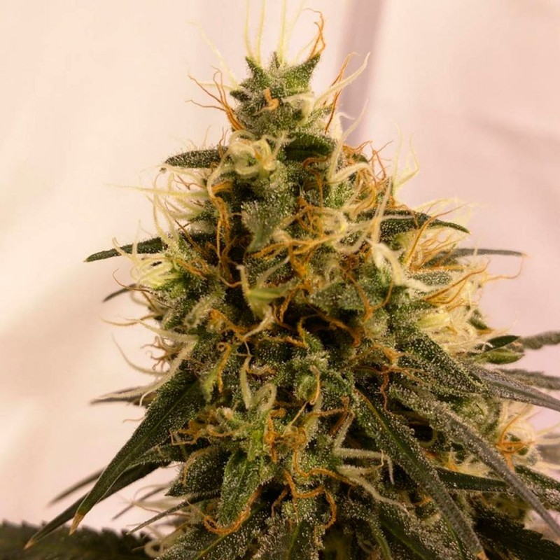 Auto Pineapple Chunk feminised Ganja Seeds - 477 насінин