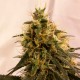 Auto Pineapple Chunk feminised Ganja Seeds - 477 насінин
