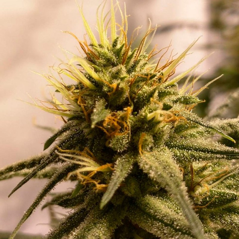Auto Pineapple Chunk feminised Ganja Seeds - 477 насінин