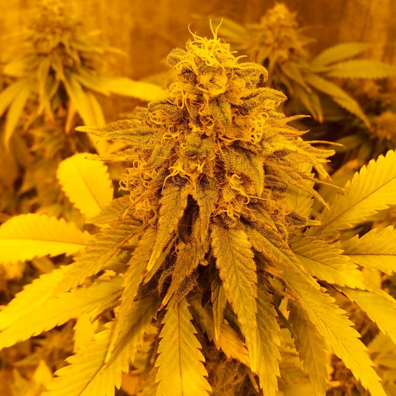 Auto Pineapple Chunk feminised Ganja Seeds - 477 насінин