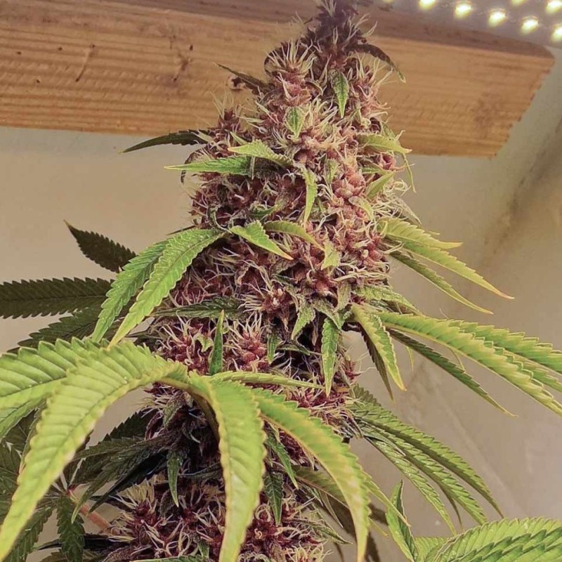 Auto Pineapple Chunk feminised Ganja Seeds - 477 насінин