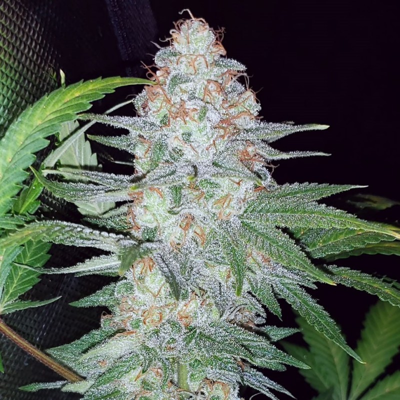 Auto Pineapple Chunk feminised Ganja Seeds - 477 насінин