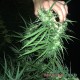 Auto Lavender feminised Master Seed - 10 насінин