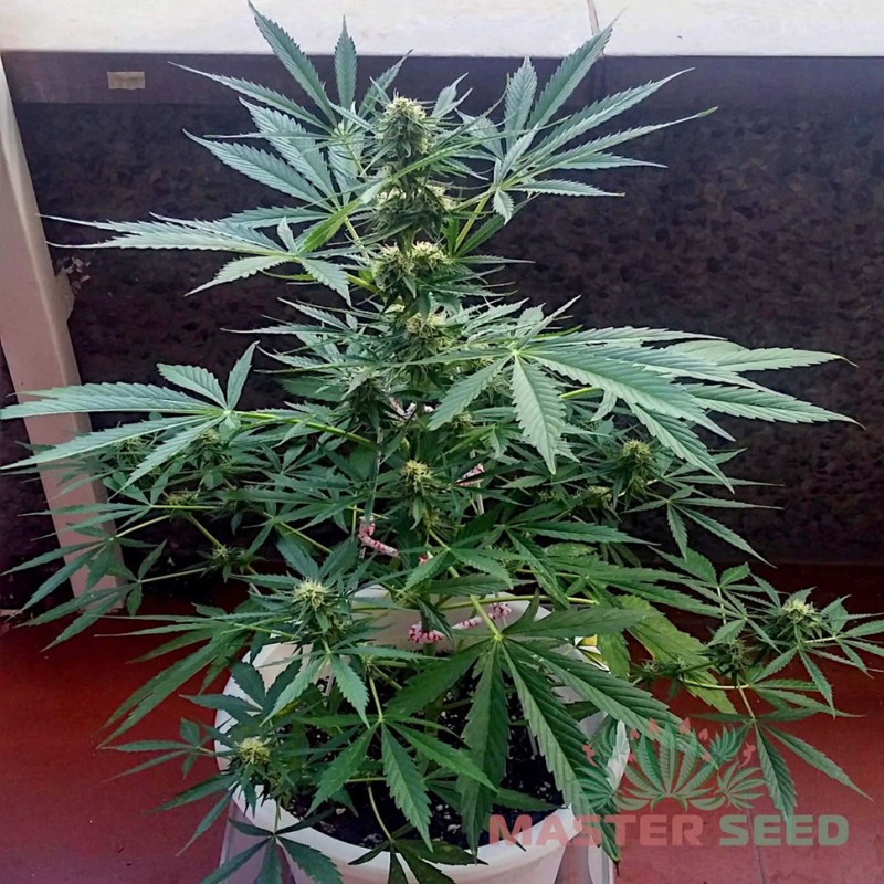 Auto Lavender feminised Master Seed - 10 насінин