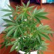 Auto Lavender feminised Master Seed - 10 насінин