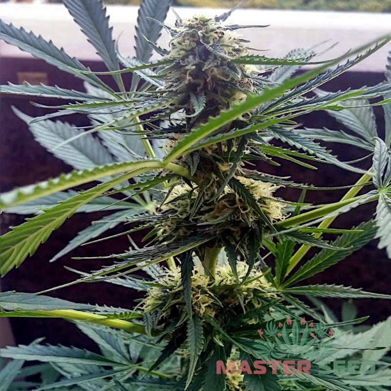 Auto Lavender feminised Master Seed - 10 насінин