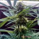 Auto Lavender feminised Master Seed - 10 насінин