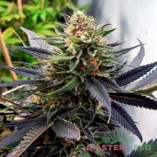 Auto Lavender feminised Master Seed