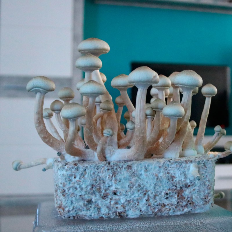 Hybrid Albino A+