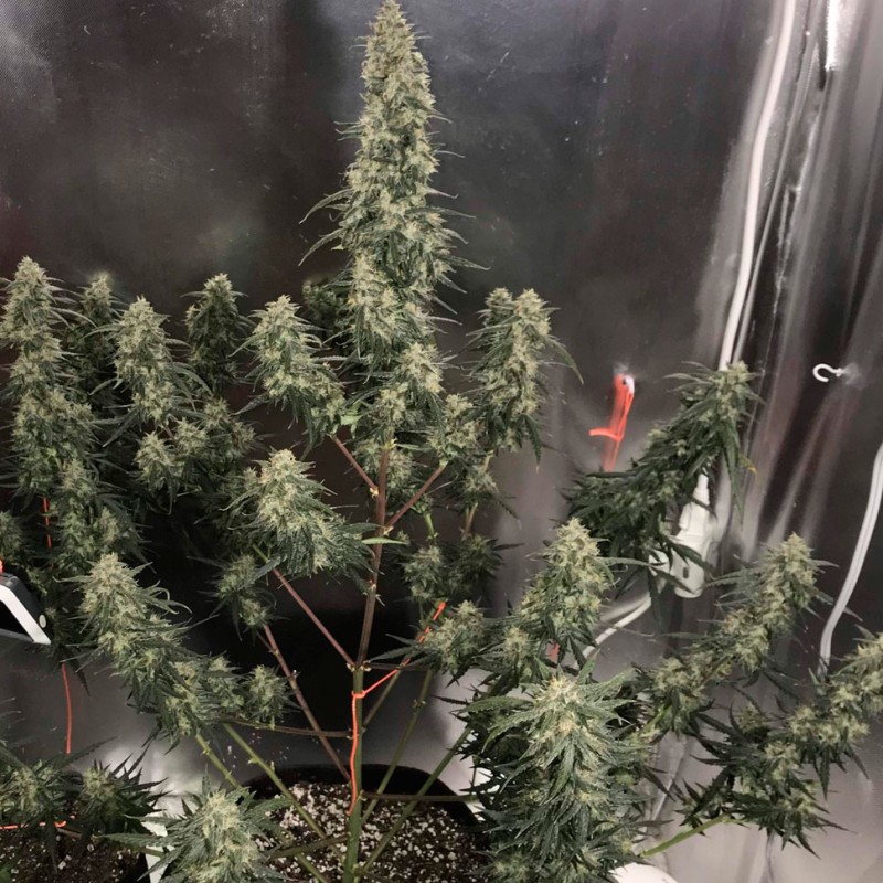 Auto Gagarin 2 feminised Ganja Seeds
