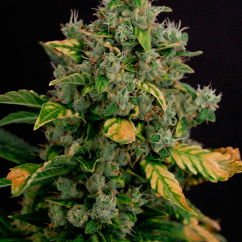 Auto Gagarin 2 feminised Ganja Seeds