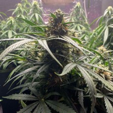 Auto Gagarin 2 feminised Ganja Seeds