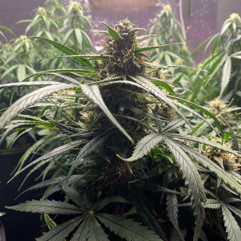 Auto Gagarin 2 feminised Ganja Seeds