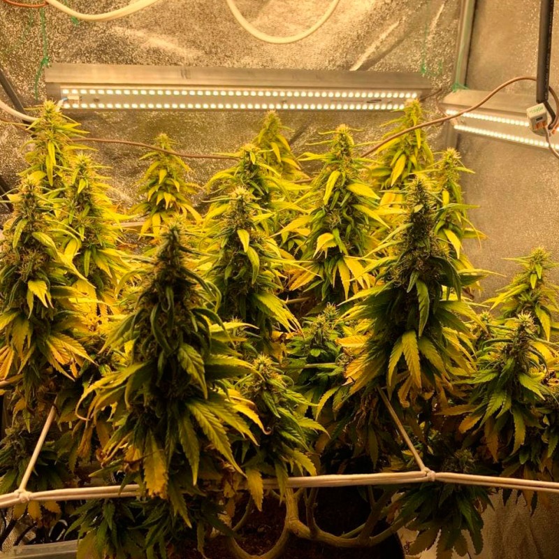 Auto Gagarin 2 feminised Ganja Seeds