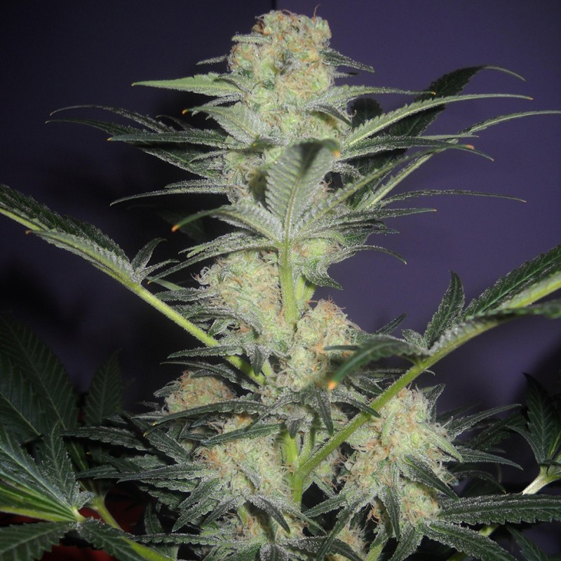 Auto Mamba Negra feminised Ganja Seeds - 2 насінини