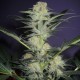 Auto Mamba Negra feminised Ganja Seeds - 2 насінини