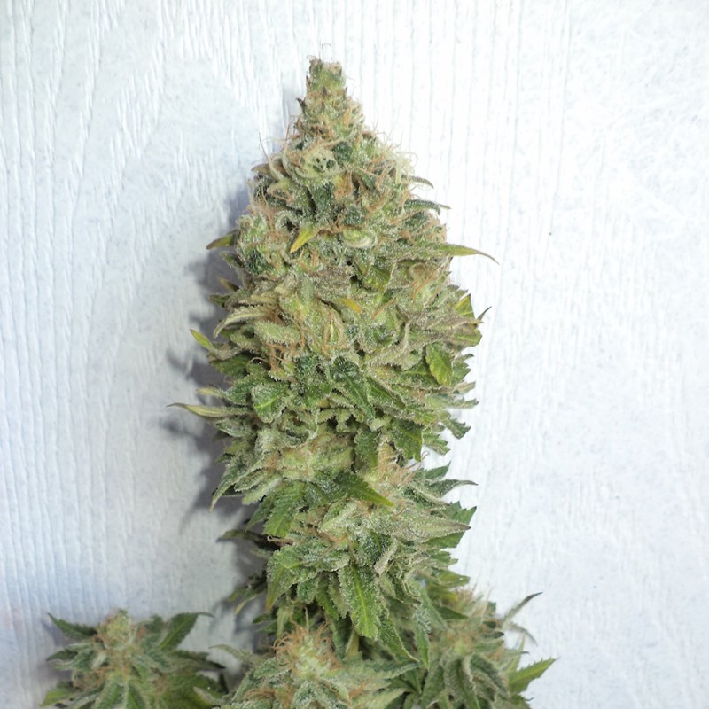 Auto Mamba Negra feminised Ganja Seeds - 2 насінини