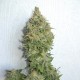 Auto Mamba Negra feminised Ganja Seeds - 2 насінини