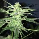 Auto Lowryder feminised Ganja Seeds