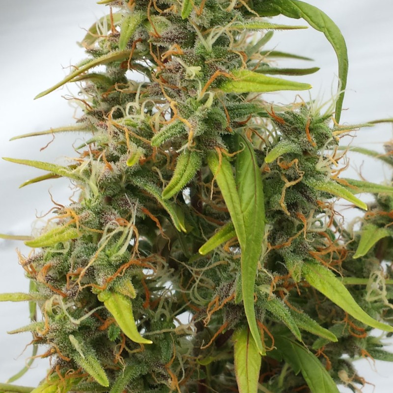 Auto Lowryder feminised Ganja Seeds
