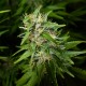 Auto Lowryder feminised Ganja Seeds
