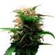 Auto Lowryder feminised Ganja Seeds