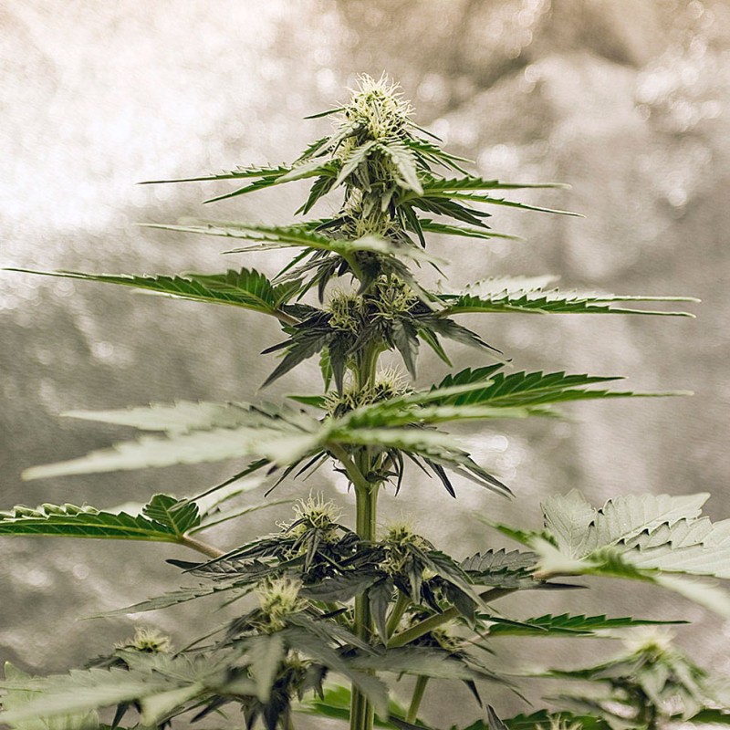 Auto Lowryder feminised Ganja Seeds