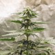 Auto Lowryder feminised Ganja Seeds