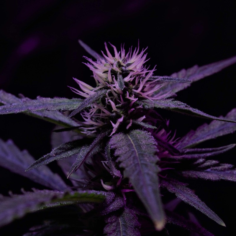 Skunk x Early Skunk feminised Ganja Seeds