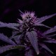 Skunk x Early Skunk feminised Ganja Seeds
