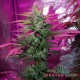 Auto Lemon Haze feminised Master Seed