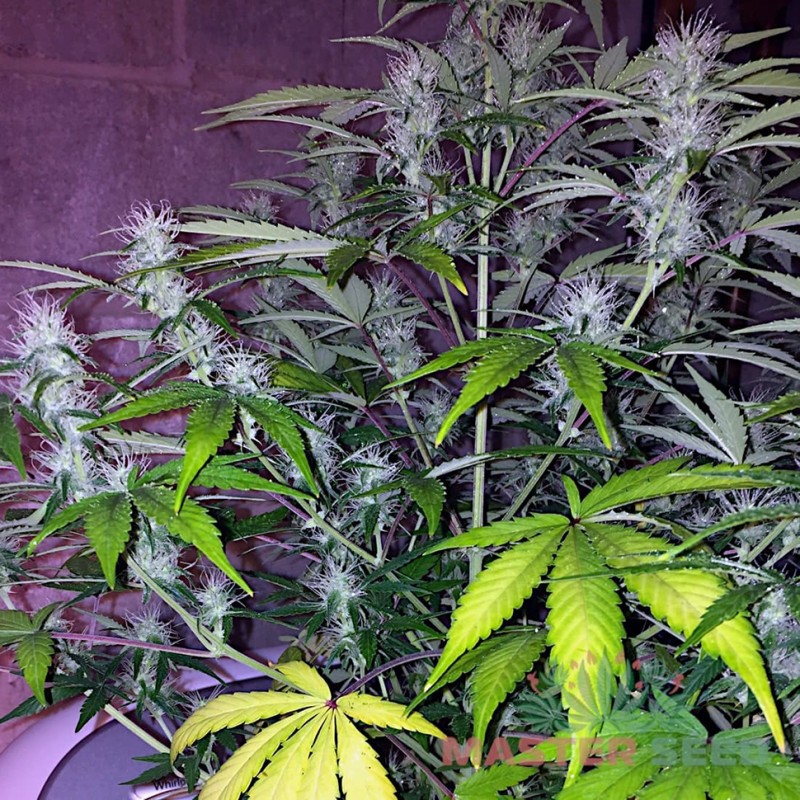Auto Lemon Haze feminised Master Seed