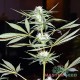 Auto Lemon Haze feminised Master Seed