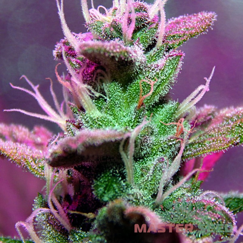 Auto Lemon Haze feminised Master Seed