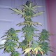 Auto Lemon Haze feminised Master Seed