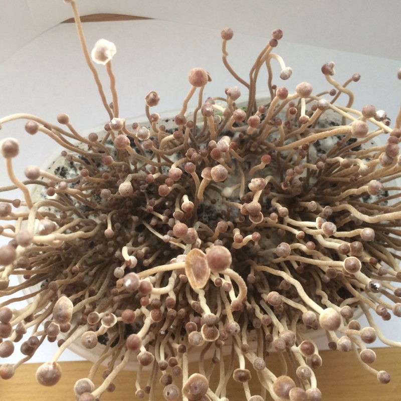 Tampanensis