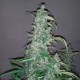 Wappa feminised Ganja Seeds