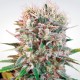 Wappa feminised Ganja Seeds