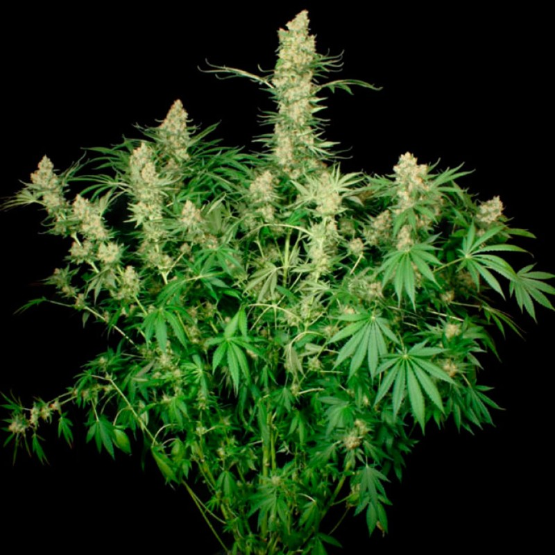 Wappa feminised Ganja Seeds