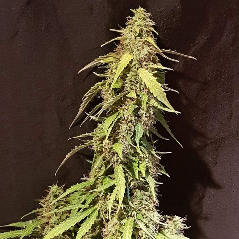 Auto New York Diesel CBD feminised Ganja Seeds
