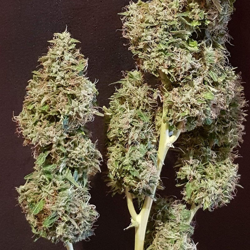 Auto New York Diesel CBD feminised Ganja Seeds
