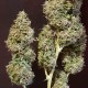 Auto New York Diesel CBD feminised Ganja Seeds